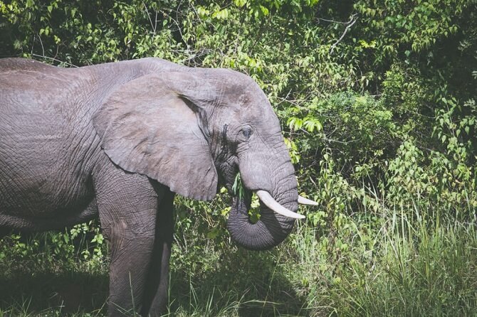 Slon africký v Ugandě