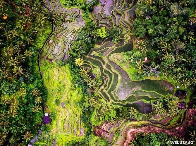 rýžová políčka v oblasti Ubud (Bali, Indonésie) z pohledu dronu