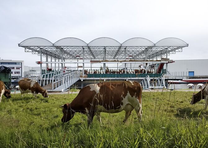 kráva se pase před plovoucím kravínem v Rotterdamu