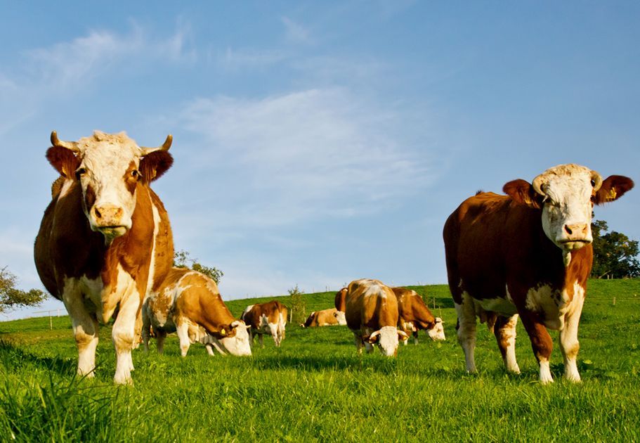 Originální zdroje elektřiny: Energii dodají zbytky od jídla i stádo krav