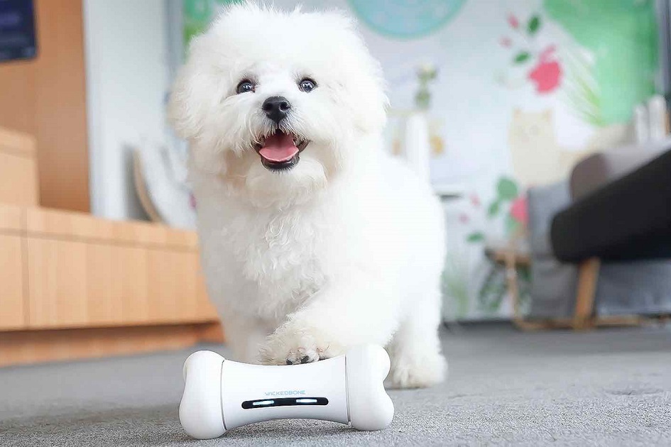 Chytrá hračka pro čtyřnohé chundeláče: Zabaví interaktivní kost i vašeho psa?