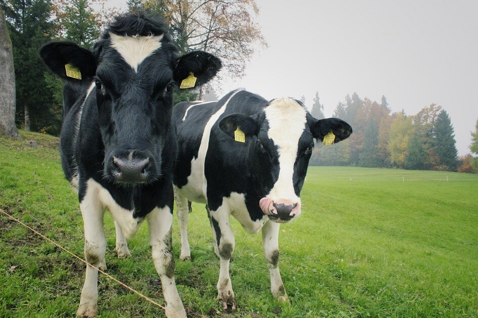 Krávy jako kyborgové i FitBit pro dobytek: Farmáři se nepomátli, oblíbili si internet krav