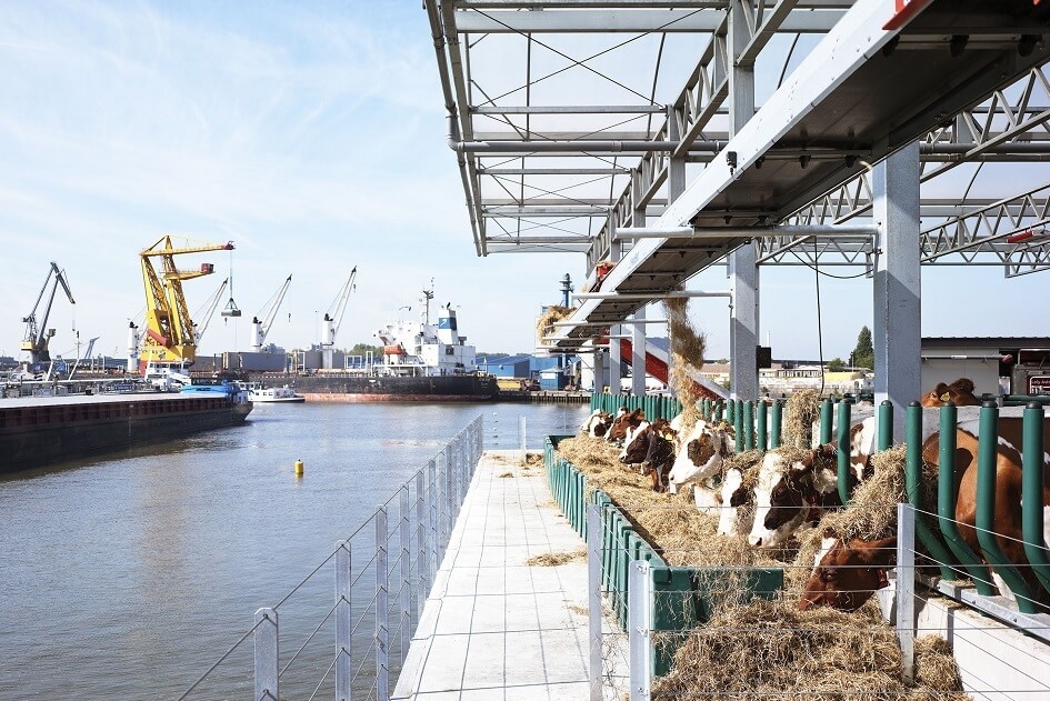 Plovoucí kravín v Rotterdamu sklízí první úspěchy. Vyrobí tady 600 litrů mléka za den